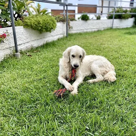 Pepita En La Punta Hidalgo Villa Punta Del Hidalgo